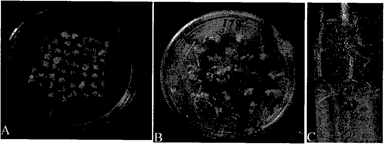 Method utilizing RNA interference technique to breed corn with enhanced content of amylose