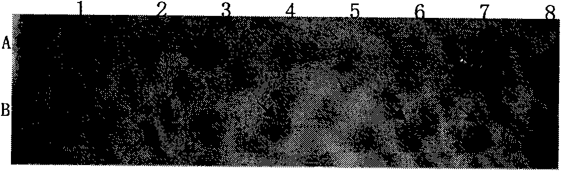 Method utilizing RNA interference technique to breed corn with enhanced content of amylose