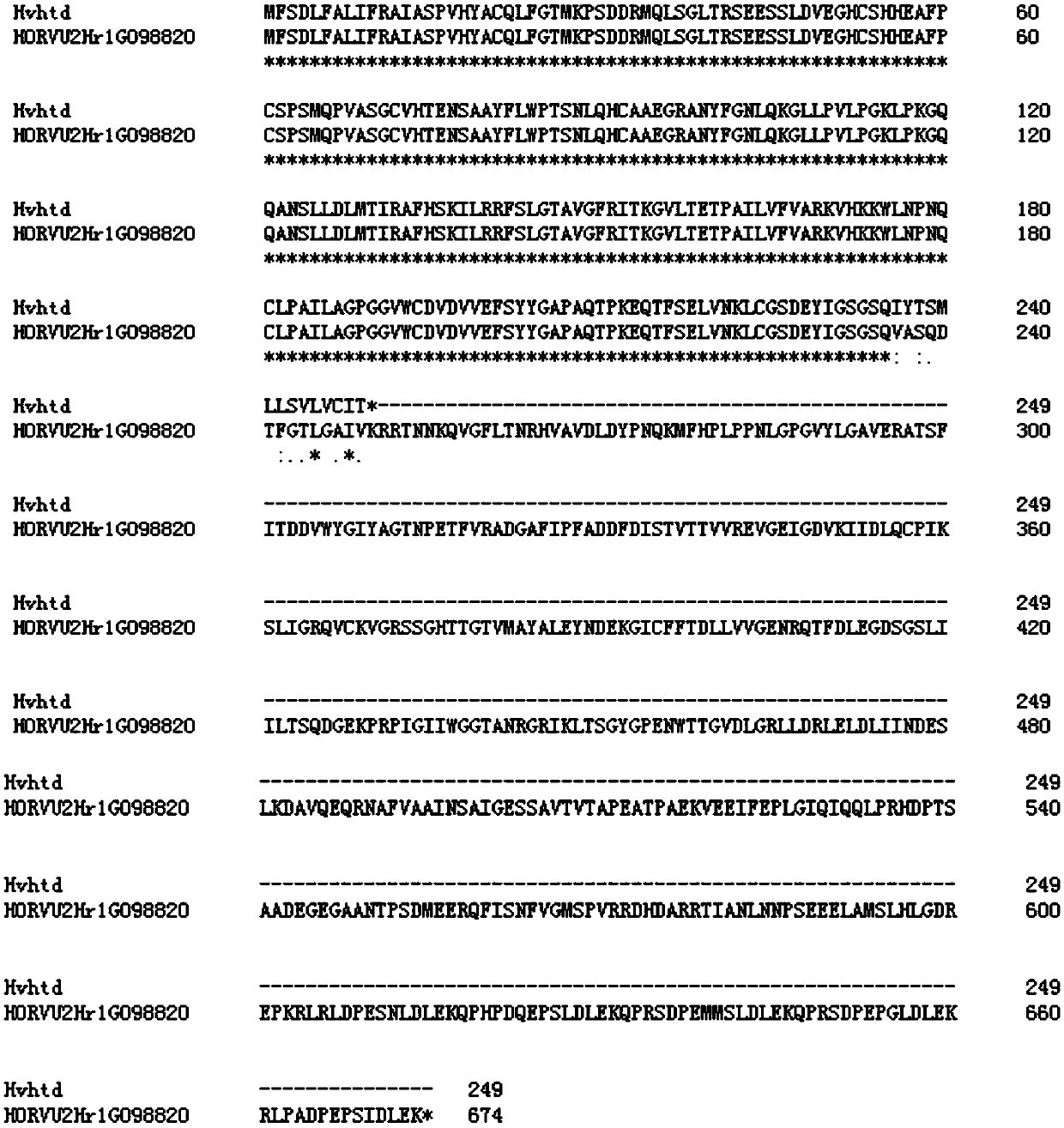 Molecular marker based on intron 2 for identifying barley semi-dwarf multi-tiller gene Hvhtd and application thereof