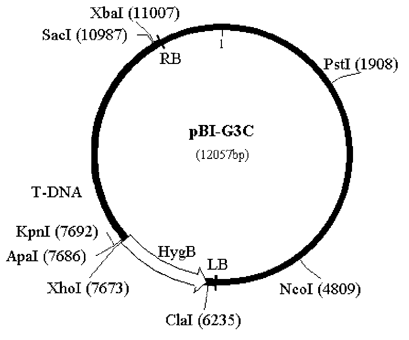 Method for preparing apple tree valsa ceratosperma transformant and GFP (Green Fluorescent Protein) labelled strain