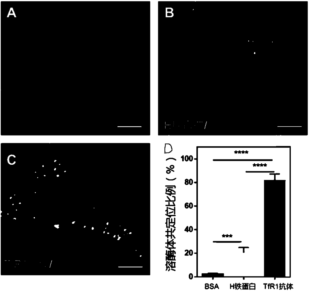 Nano-drug carrier crossing blood cerebral barrier