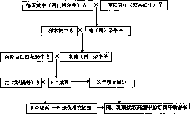 Breeding method for novel variety of beef-milk double-excellent double-high-yield beef cattle