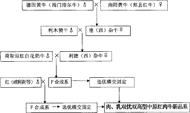 Breeding method for novel variety of beef-milk double-excellent double-high-yield beef cattle