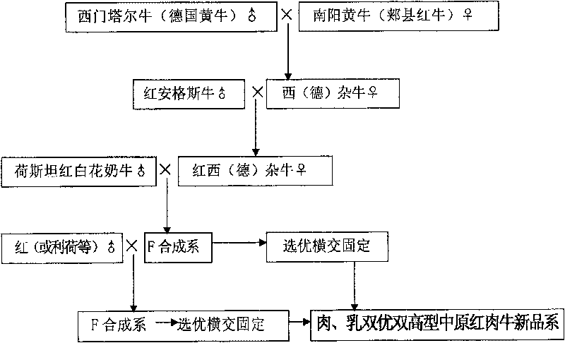 Breeding method for novel variety of beef-milk double-excellent double-high-yield beef cattle