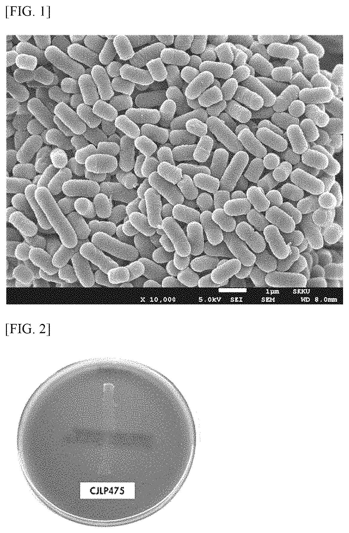 <i>Lactobacillus plantarum </i>CJLP475 strain having antiviral and immunomodulatory effects and composition comprising the same