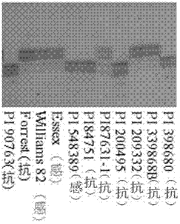 Method for aided detection of heterodera glycines resistance and special primers for detection of heterodera glycines resistance