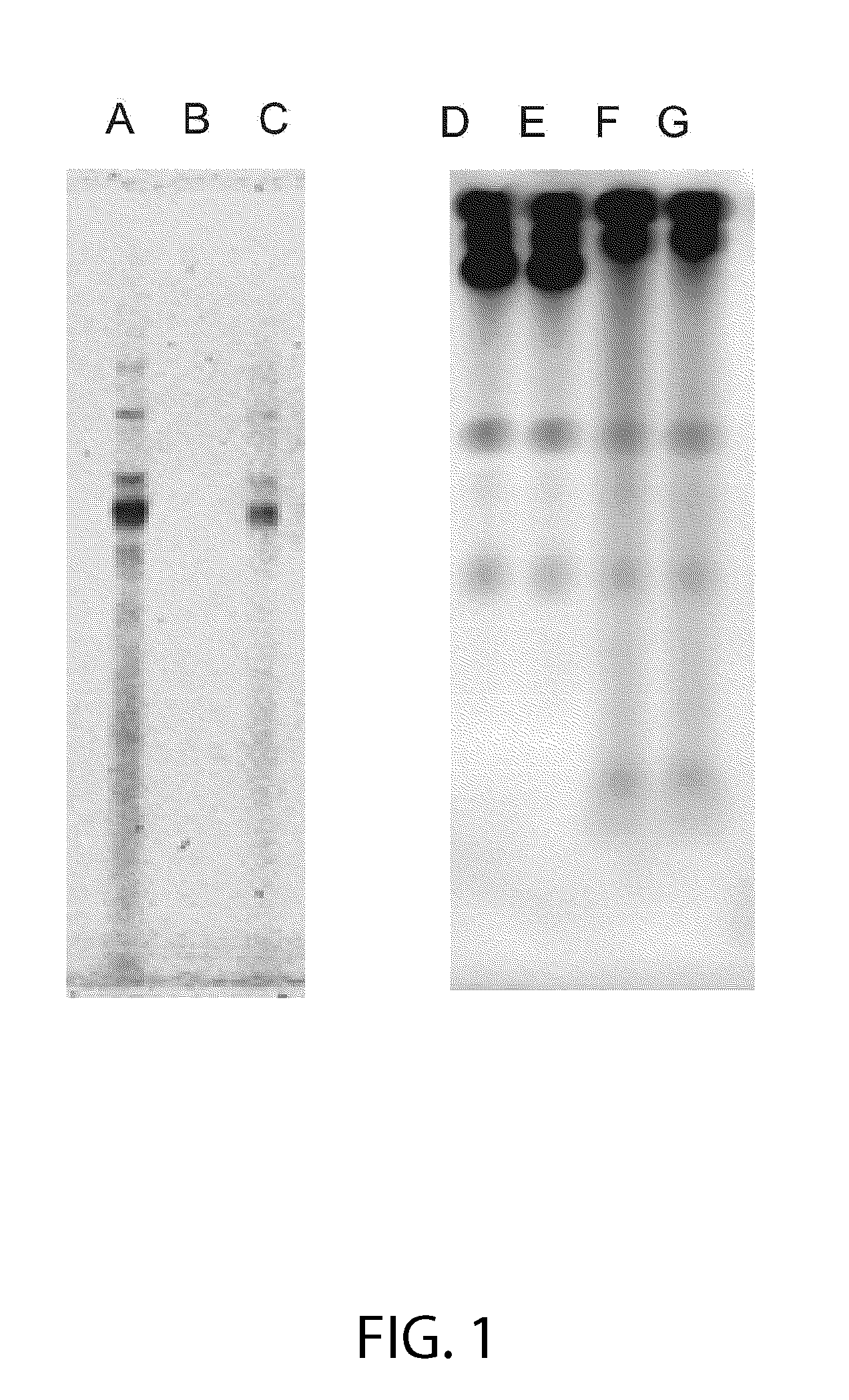 Isolation of RNA