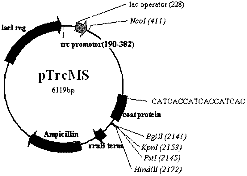 Pseudovirion vector and preparation method and application thereof