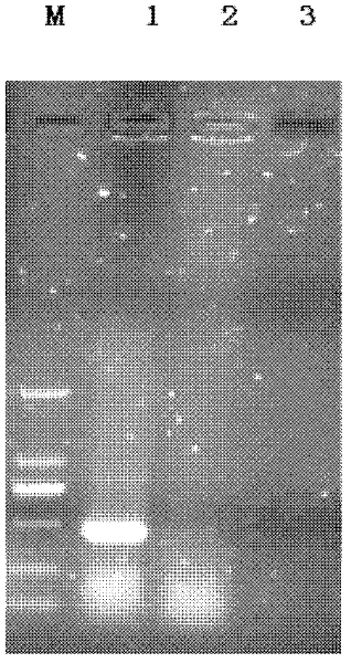 Pseudovirion vector and preparation method and application thereof