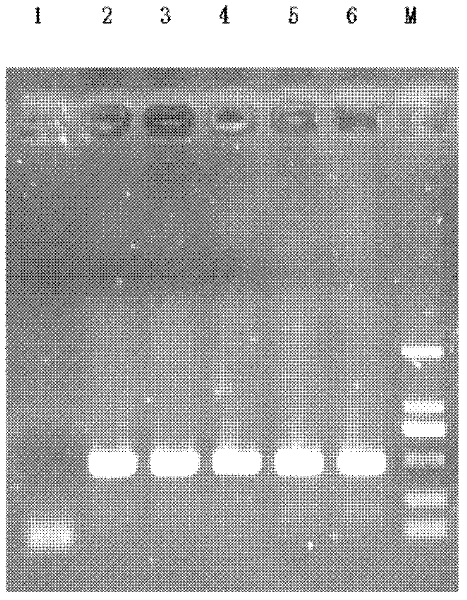 Pseudovirion vector and preparation method and application thereof