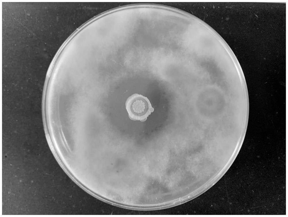 Arthrobacter sp. and application thereof as decomposition agent for decomposing vegetable straws