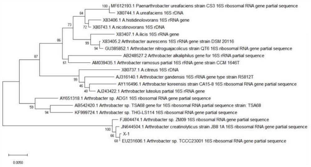 Arthrobacter sp. and application thereof as decomposition agent for decomposing vegetable straws