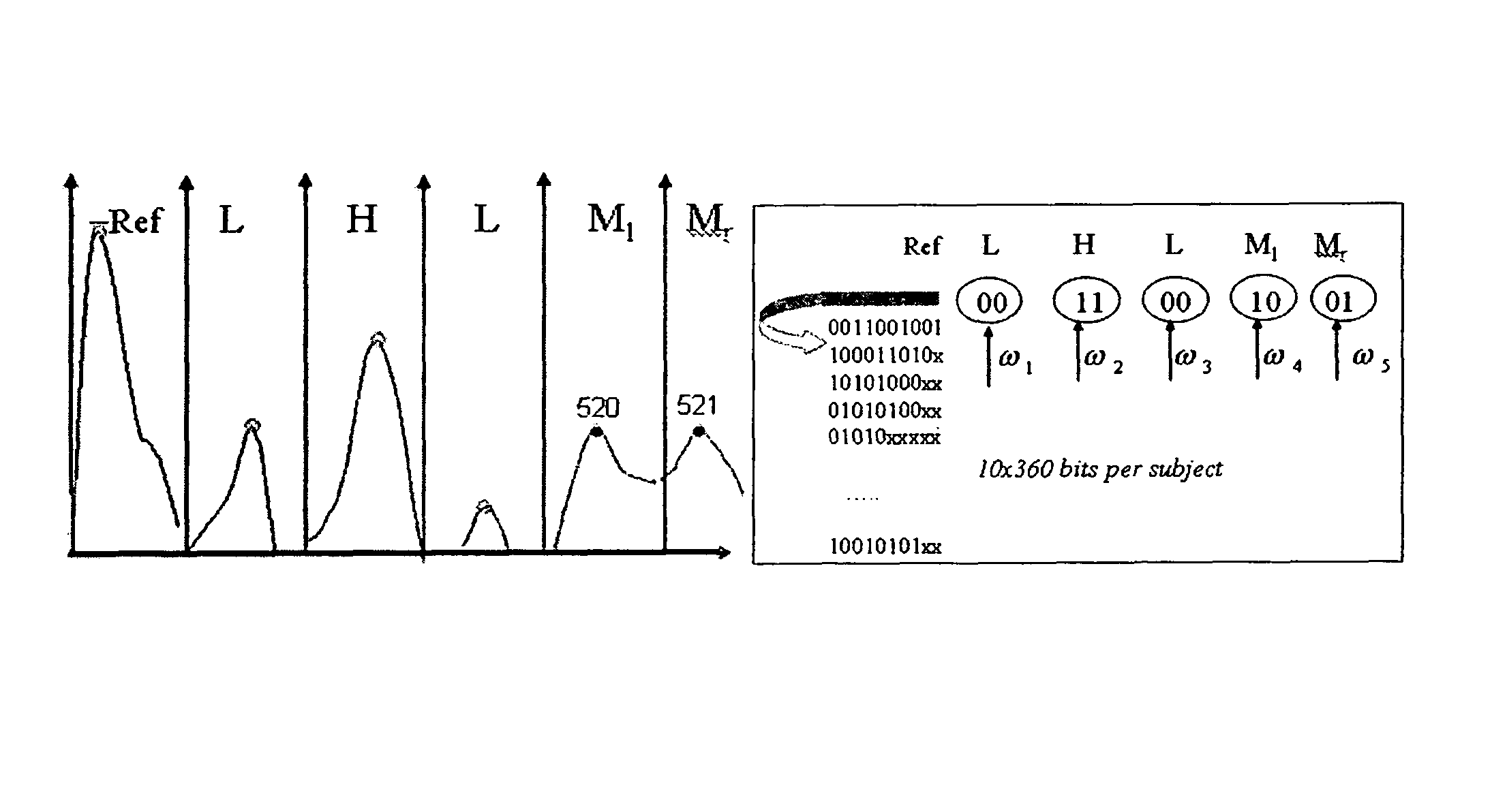 Invariant radial iris segmentation