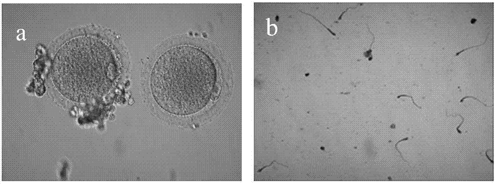 A method of inducing young primates to obtain gonad gametes and applications thereof