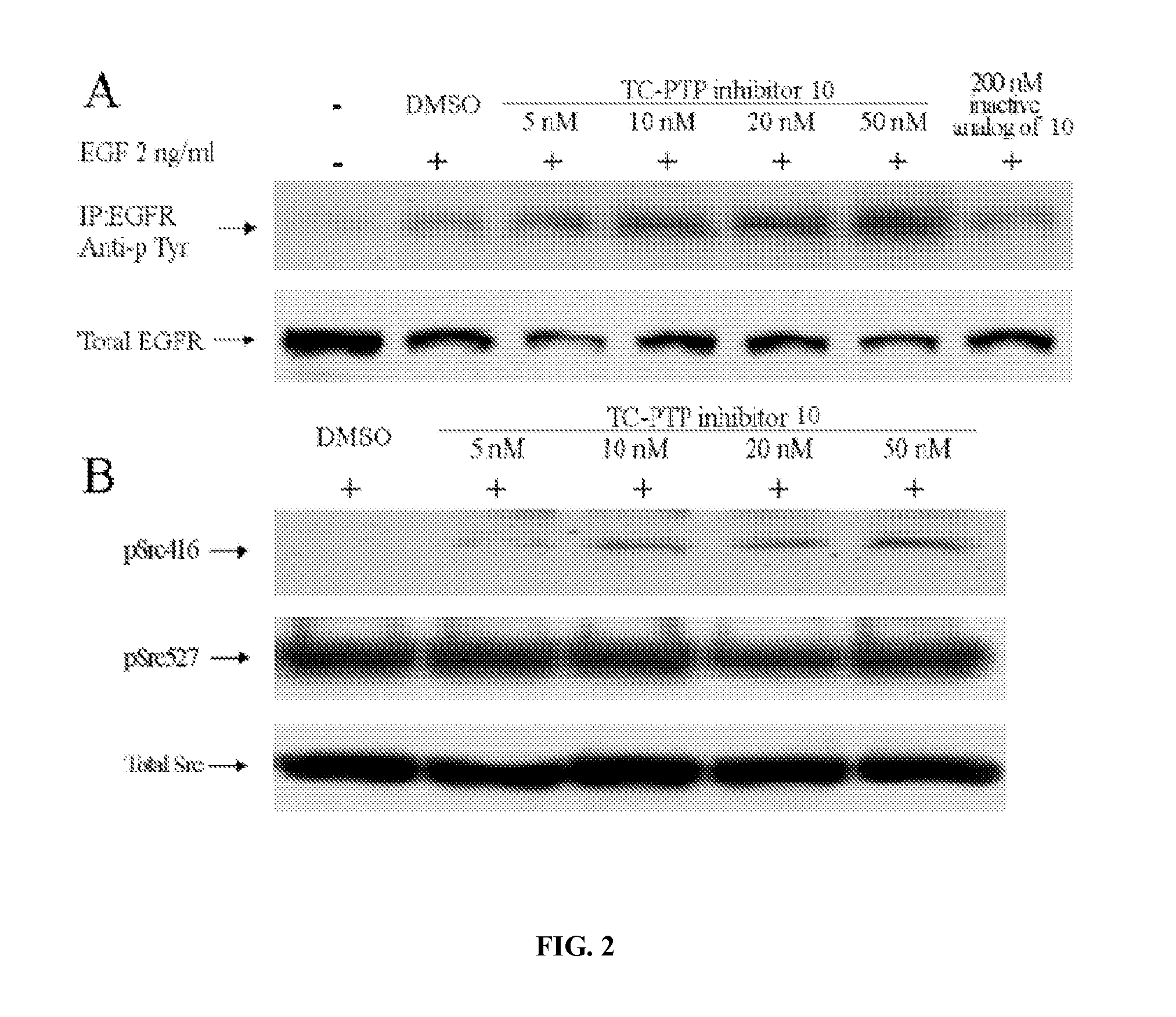 Inhibitors of protein tyrosine phosphatases