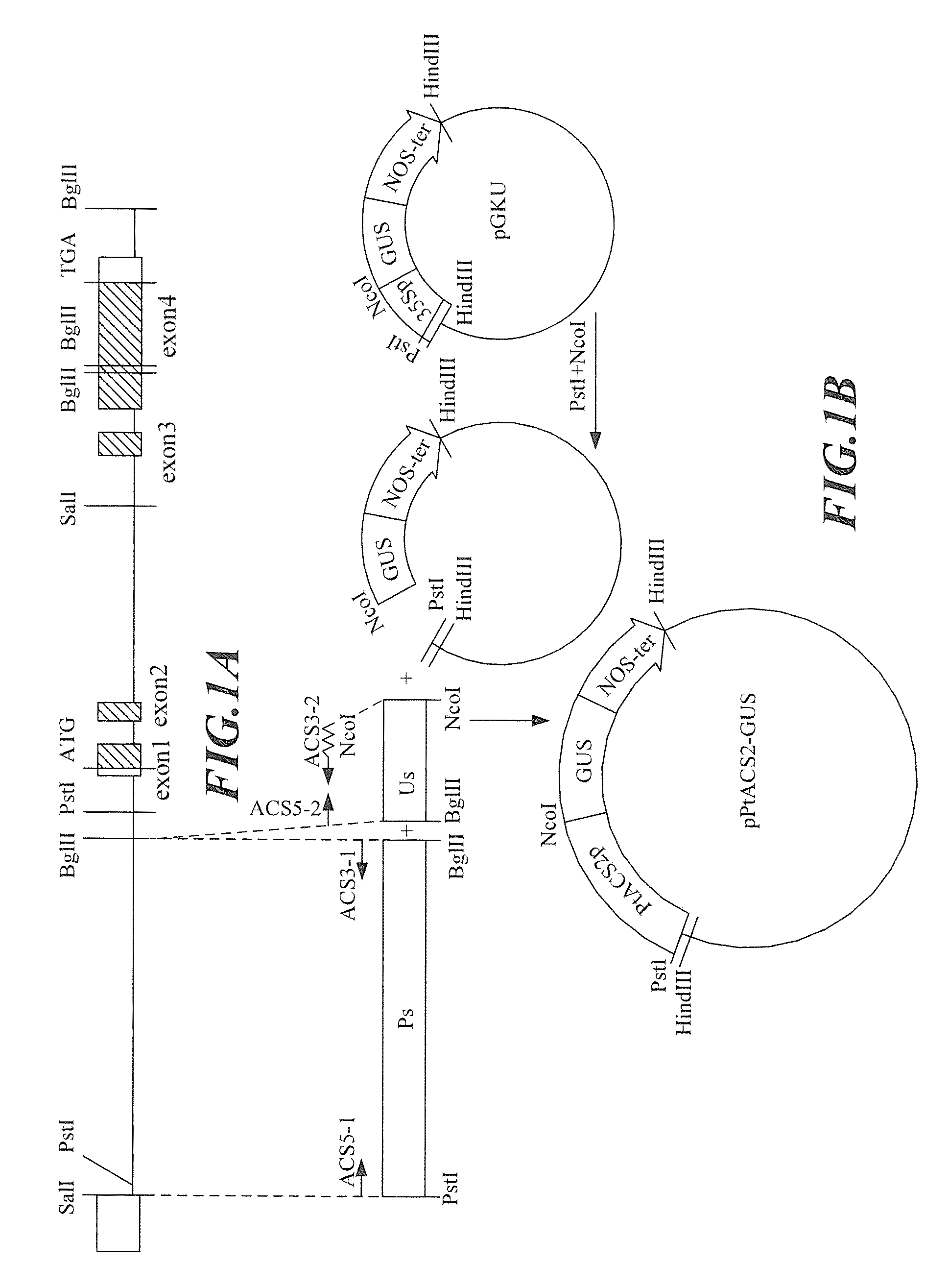 Flower tissue-specific promoter and uses thereof