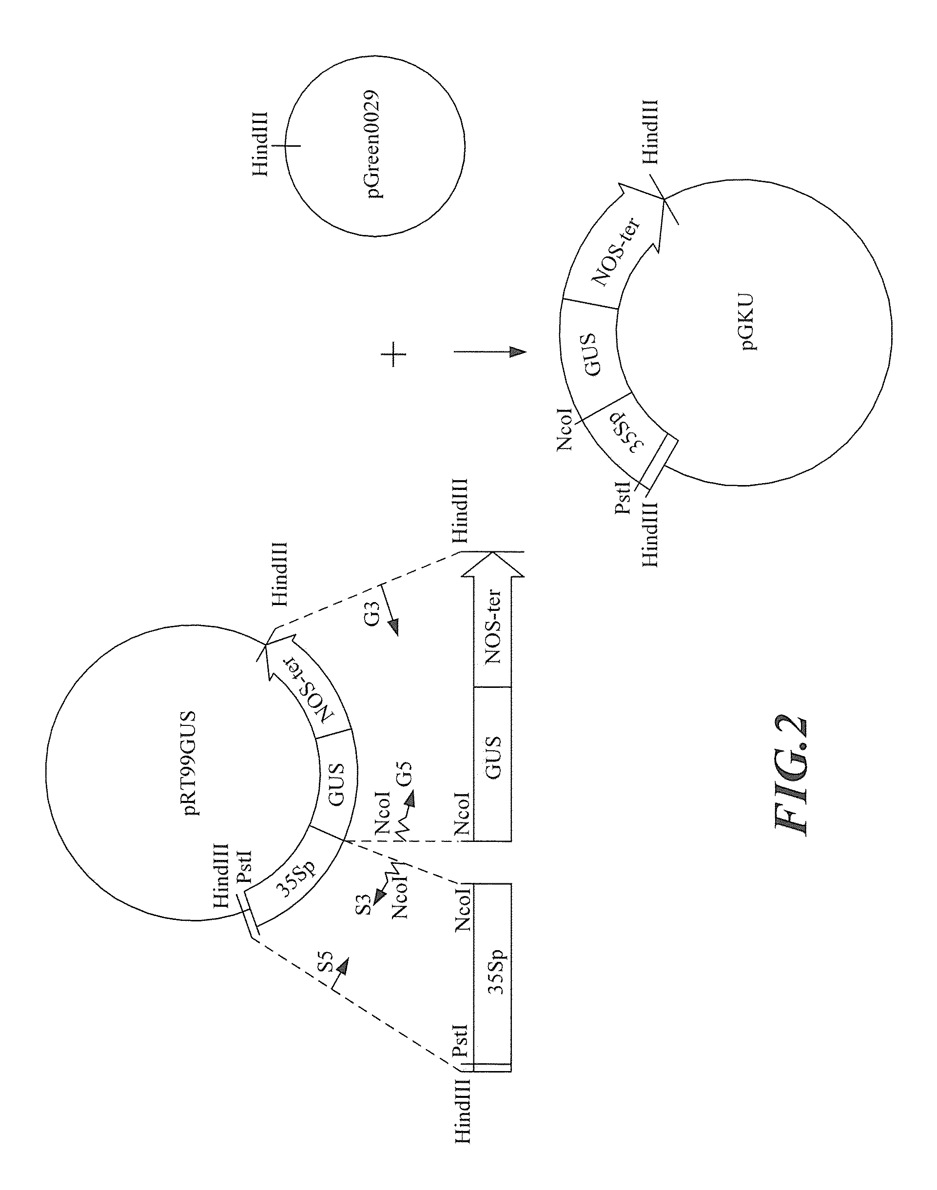 Flower tissue-specific promoter and uses thereof