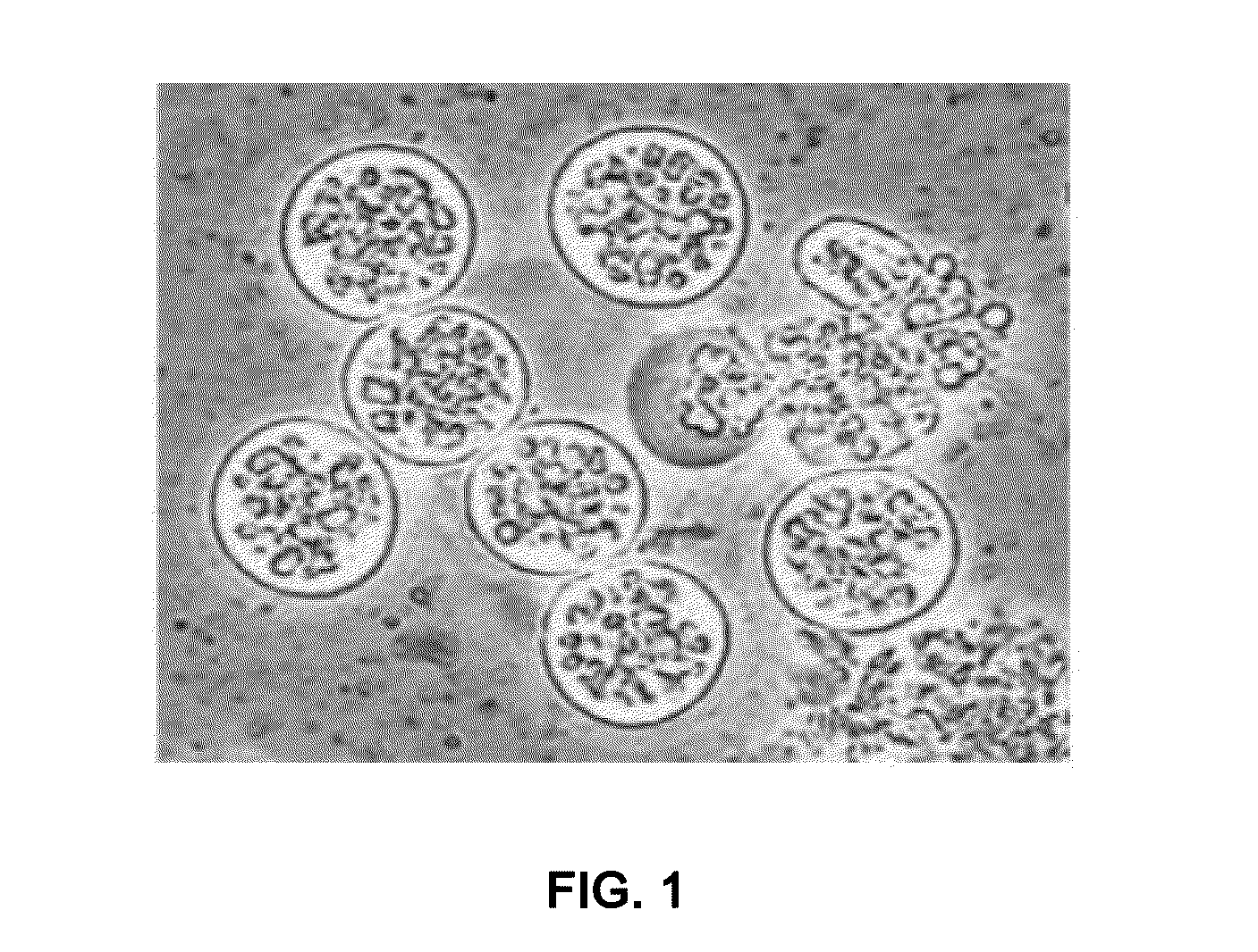 Novel thraustochytrid-based microalgae, and method for preparing bio-oil by using same