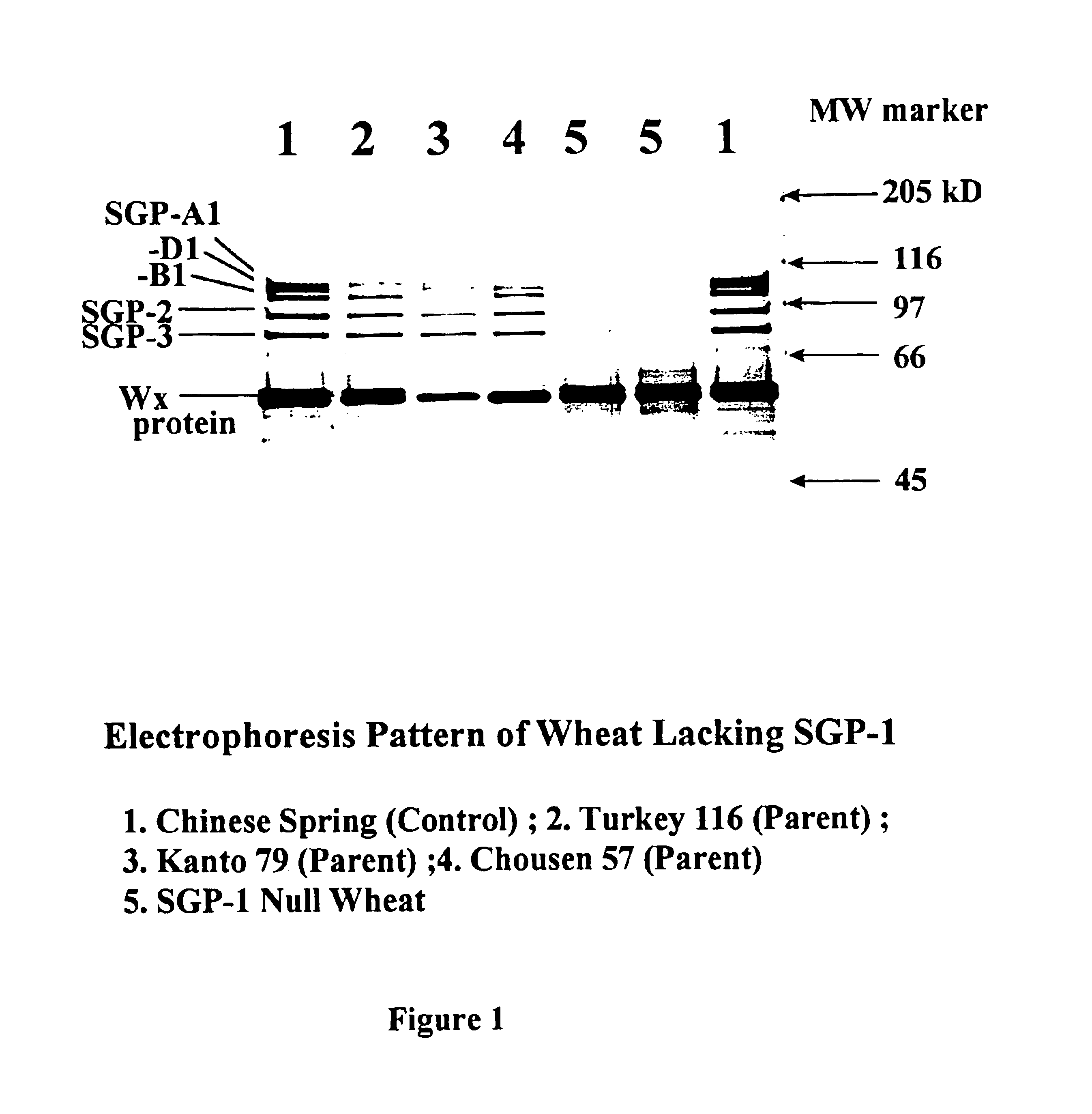 High amylose wheat starch and wheat containing the same