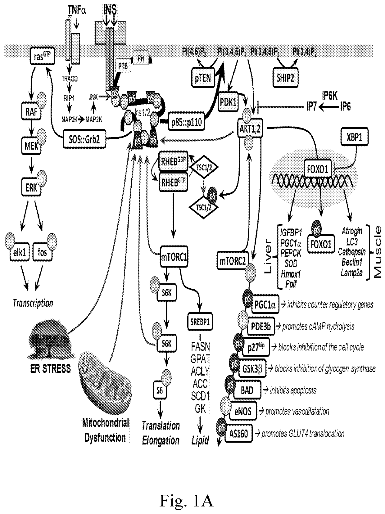 Plant extracts with Anti-diabetic and other useful activities