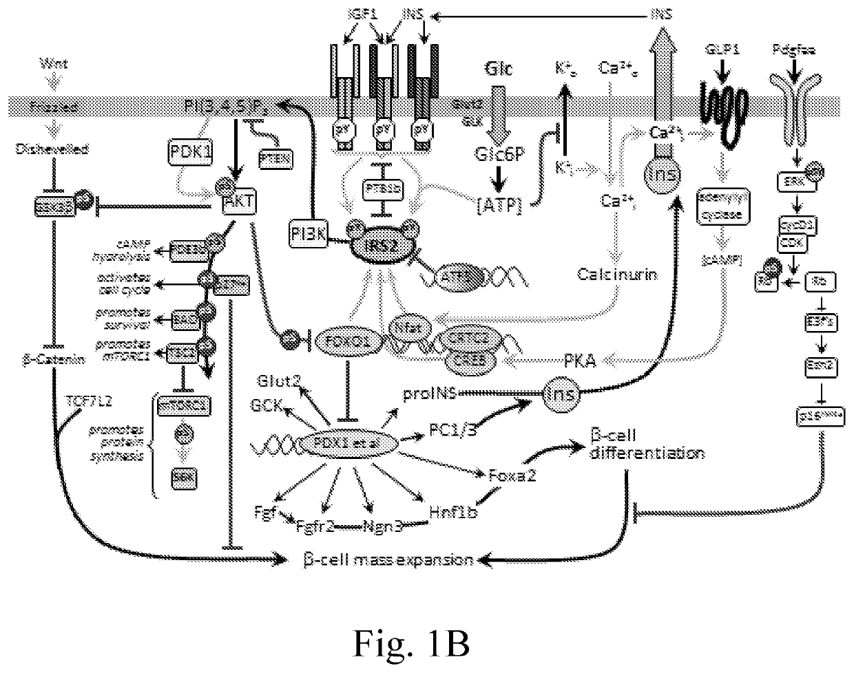 Plant extracts with Anti-diabetic and other useful activities