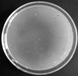 Serratia marcescens Sm-128 strain with high prodigiosin production and its application