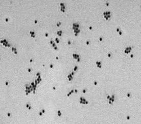 Serratia marcescens Sm-128 strain with high prodigiosin production and its application