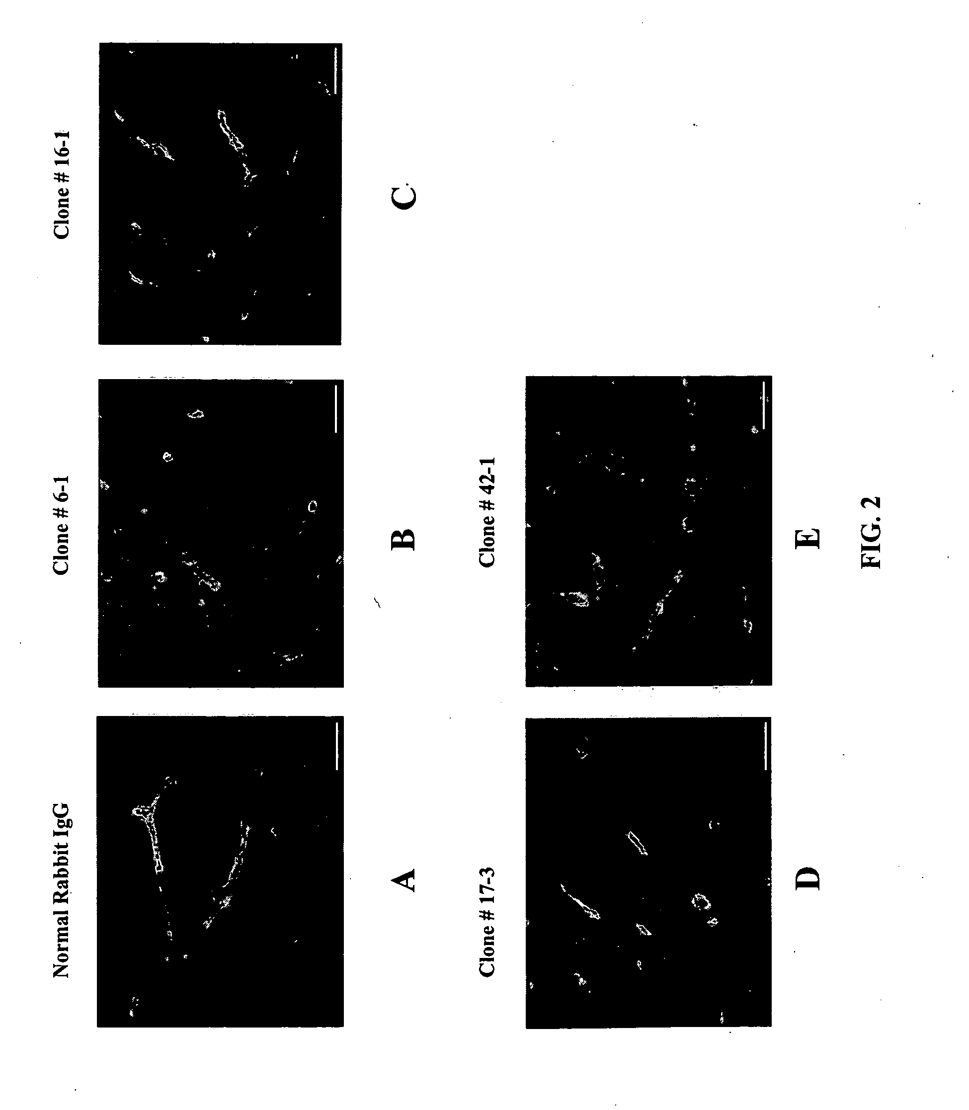 Rabbit monoclonal antibodies against mouse/human Id3 proteins