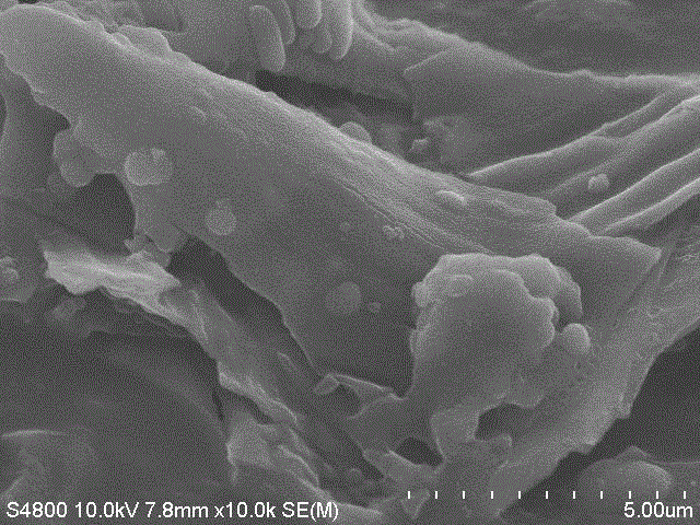 Manufacturing method of biological carbon based on titanium dioxide photocatalytic material