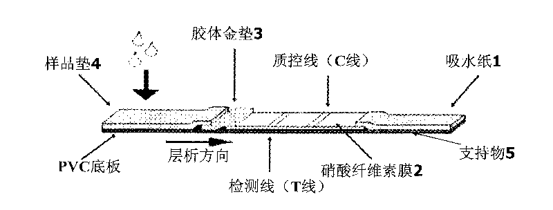 Colloidal gold immunochromatographic test strip for detecting wild-type classical swine fever virus