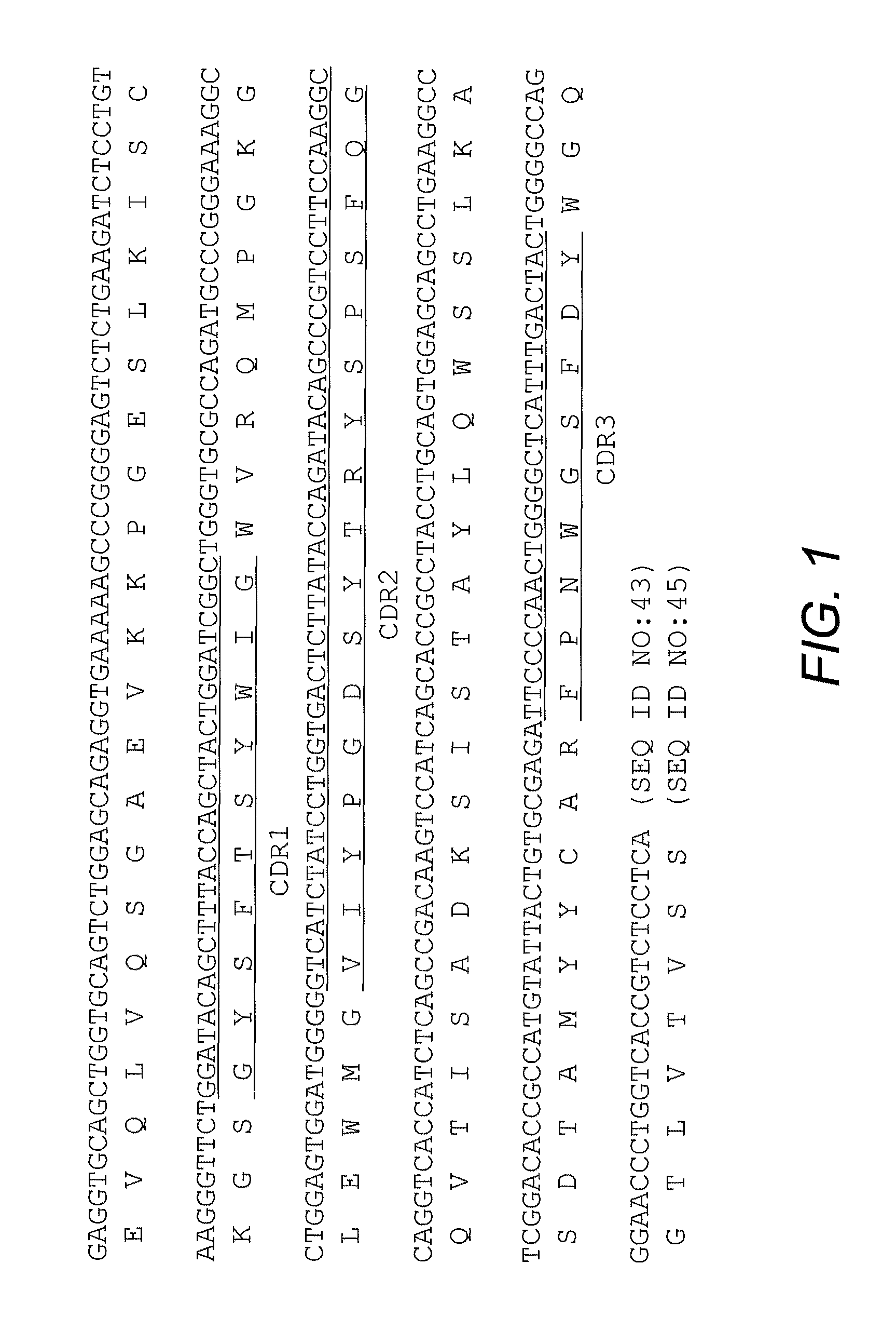 High affinity antibody antagonists of interleukin-13 receptor alpha 1