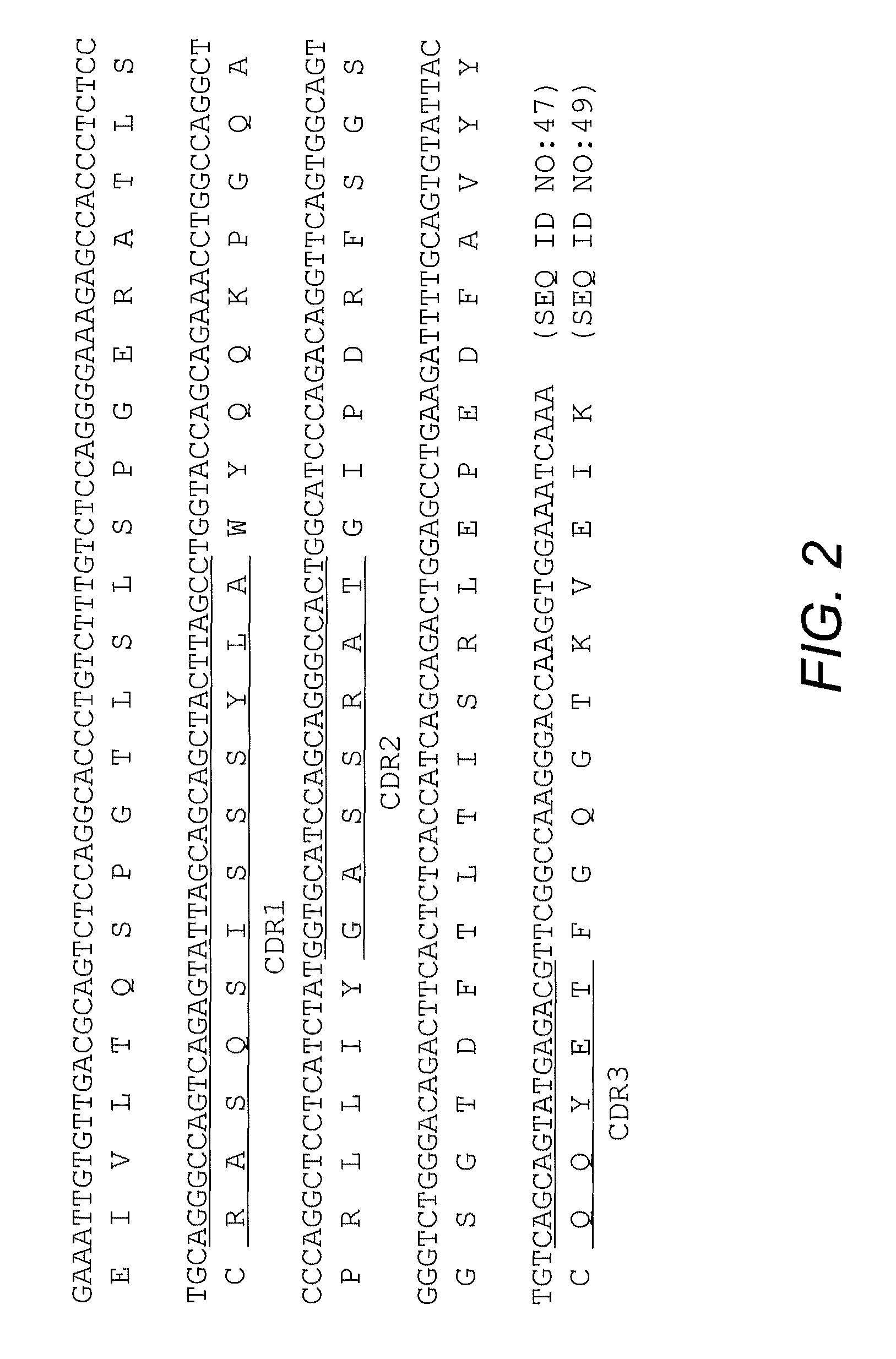 High affinity antibody antagonists of interleukin-13 receptor alpha 1