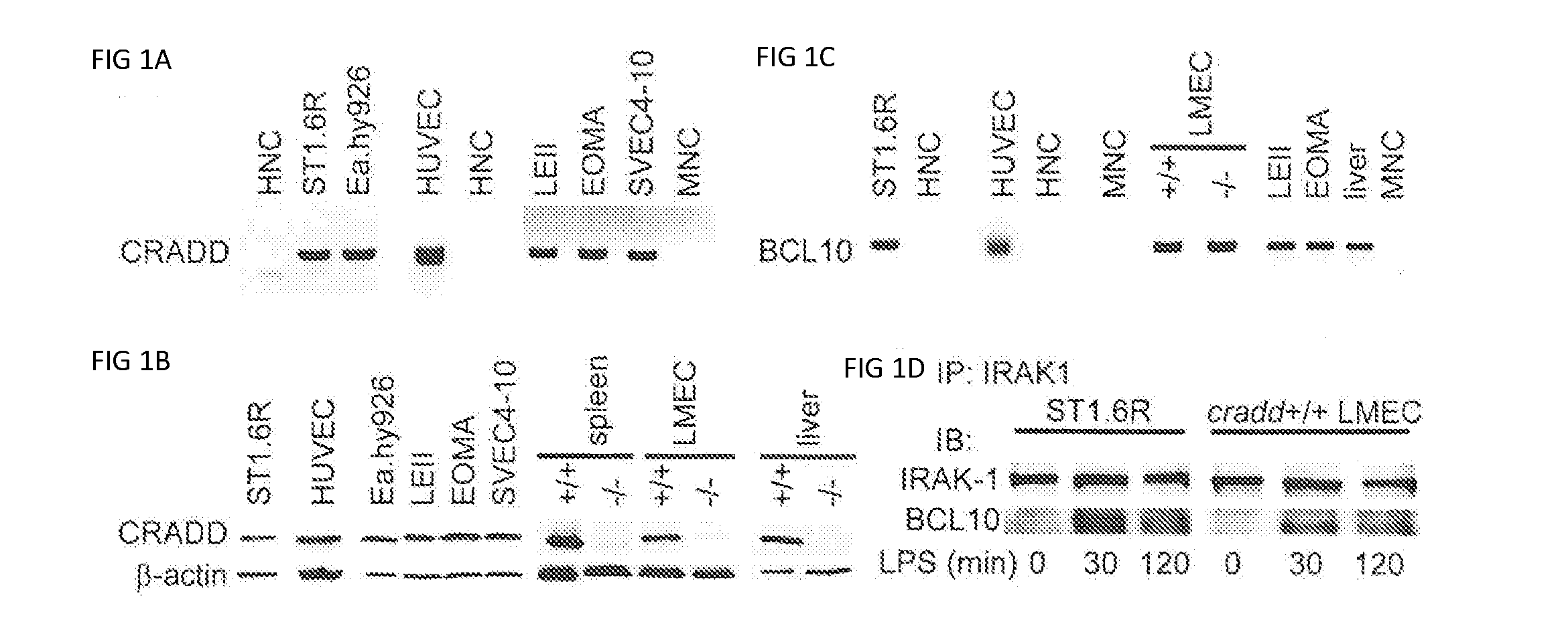 Compositions and methods for preventing and reducing inflammation and treating disorders associated with inflammation