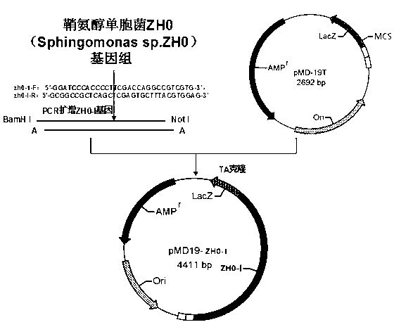 Prokaryotic expression vector of sphingomonassp.ZHO alginate lyase ZHO-I and application thereof