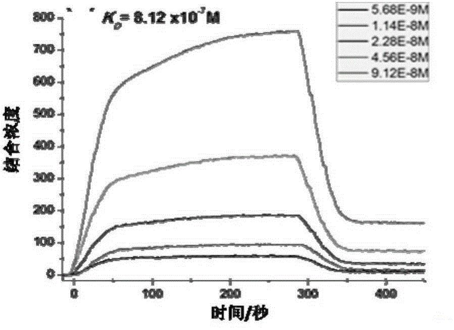 Tumor targeted polypeptide, and preparation method and application thereof