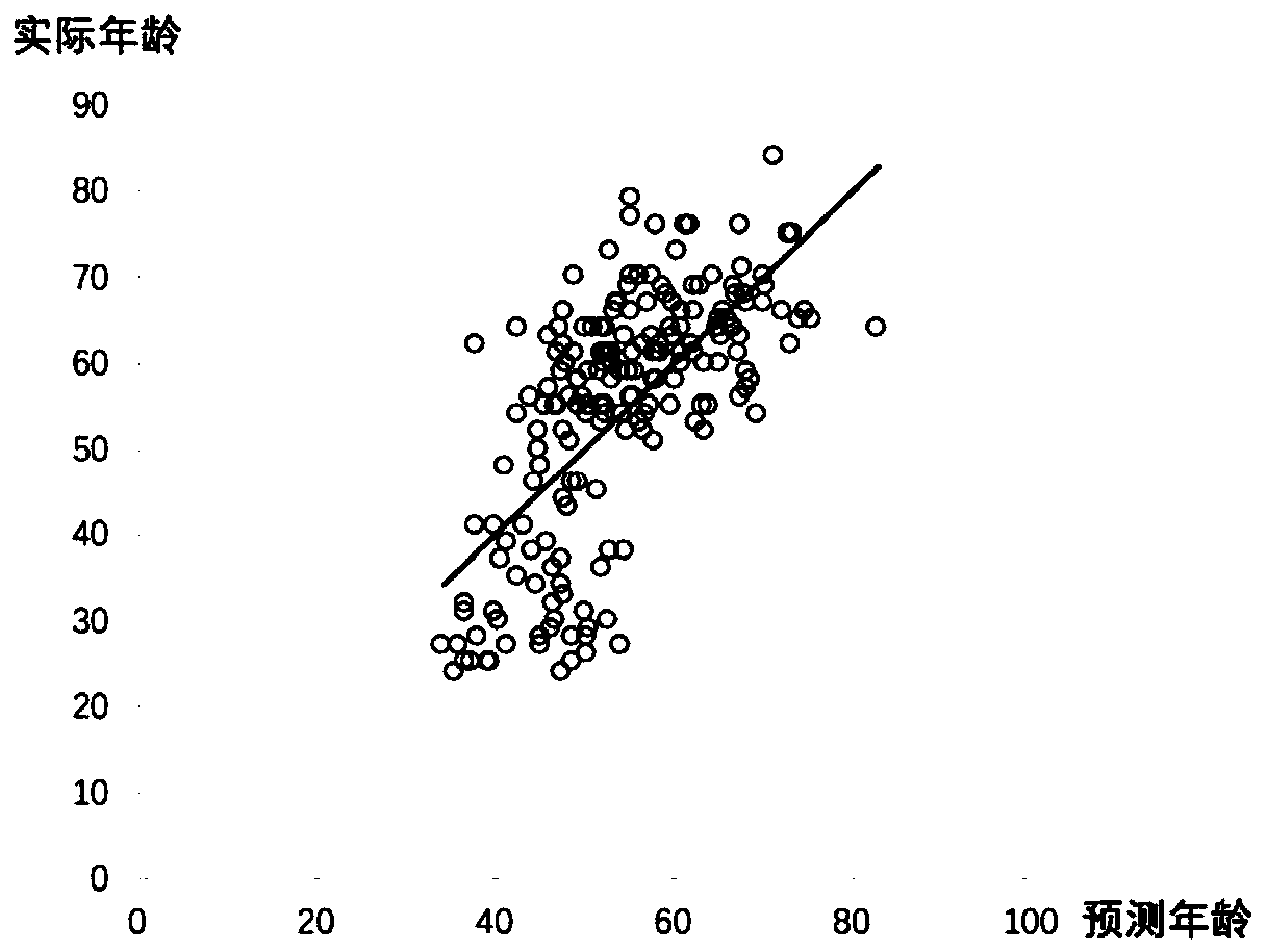 Human body physiological age analysis method, system and model based on conventional physical examination indexes