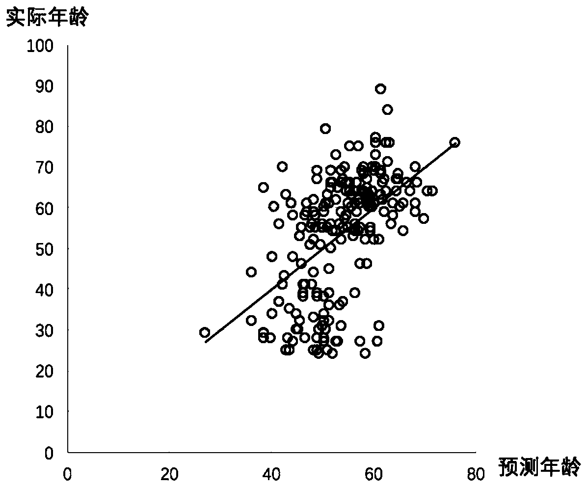 Human body physiological age analysis method, system and model based on conventional physical examination indexes