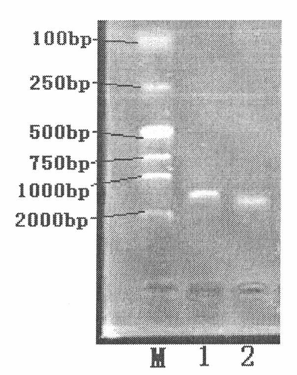 Kit and method for quickly detecting enterotoxin generating escherichia coli