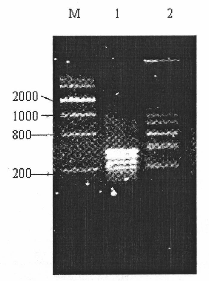 Kit and method for quickly detecting enterotoxin generating escherichia coli