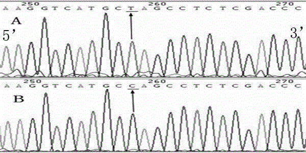 Hypertension susceptibility gene locus rs11587948 and detection method thereof