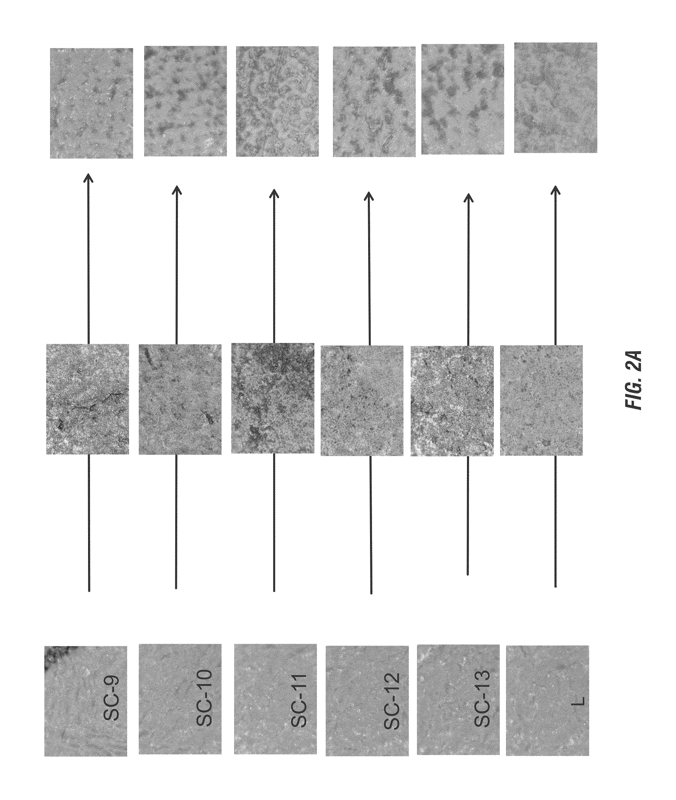 Leather and/or vinyl cleaner and moisturizer and method of making same