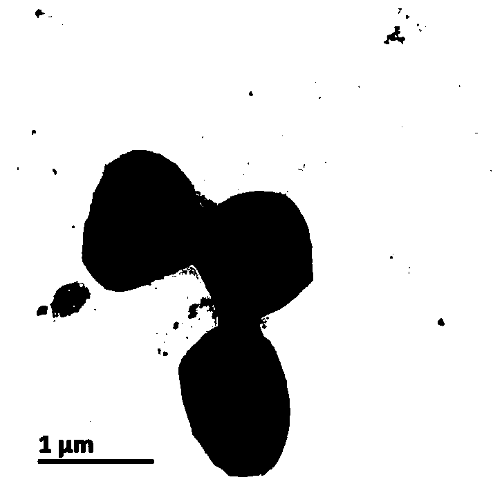 Rhodococcus ruber JJ-3 and application in degradation of acrylic acid