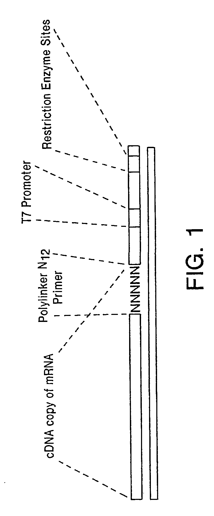 Methods and kits for identifying and quantifying RNAs and DNAs associated with RNA and DNA binding proteins