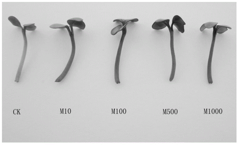 Method for increasing content of anthocyanin in purple cabbage