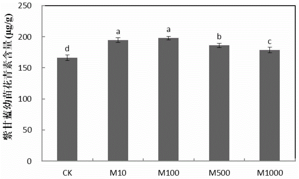 Method for increasing content of anthocyanin in purple cabbage