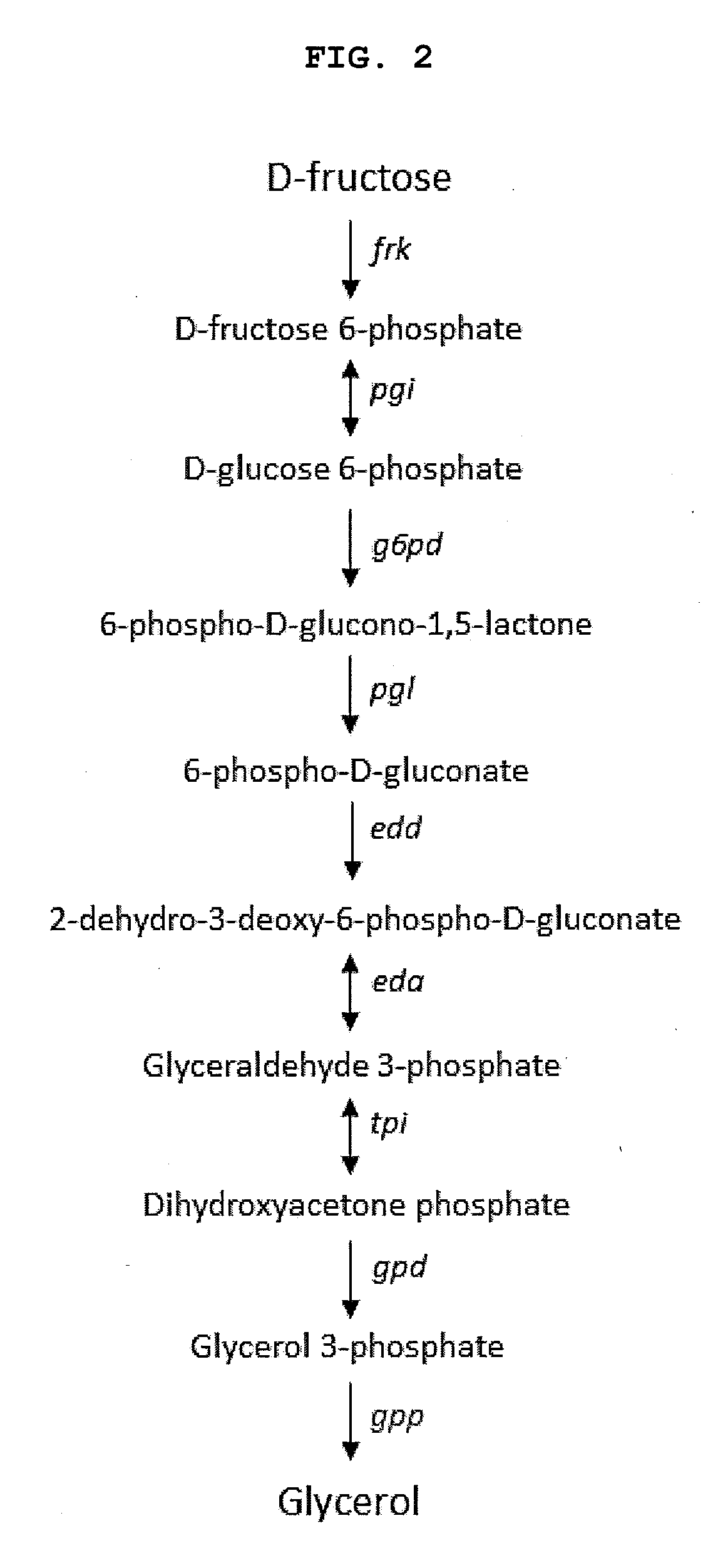 Methods and materials for the biosynthesis of beta hydroxy acids and/or derivatives thereof and/or compounds related thereto