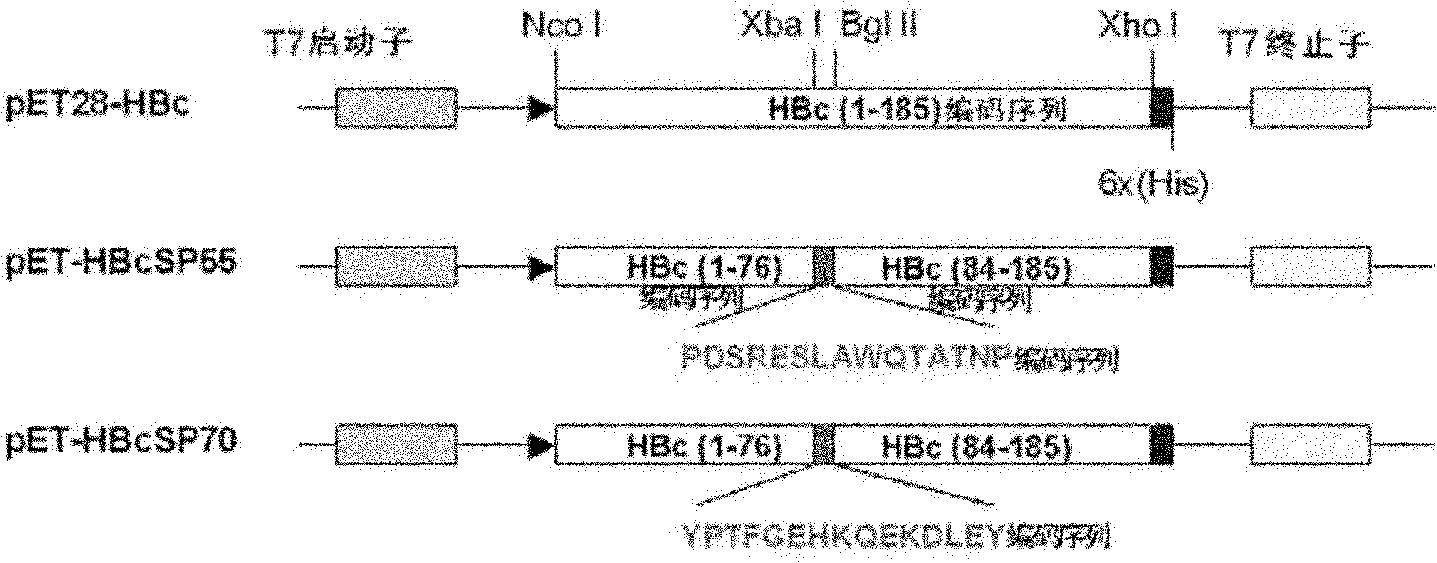 Recombination broad-spectrum vaccine specific to Human enterovirus 71