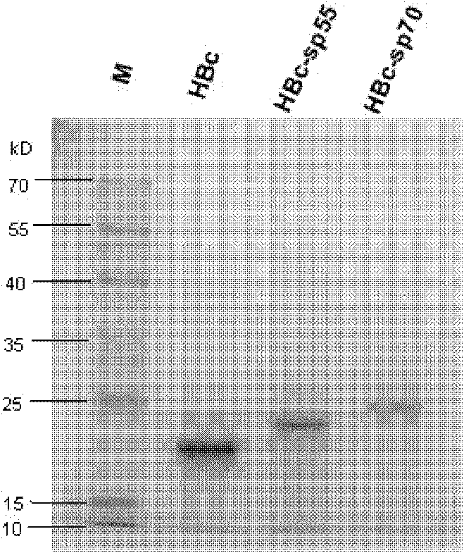 Recombination broad-spectrum vaccine specific to Human enterovirus 71