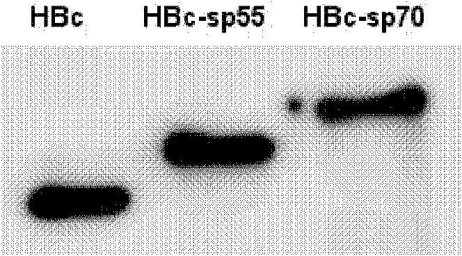 Recombination broad-spectrum vaccine specific to Human enterovirus 71