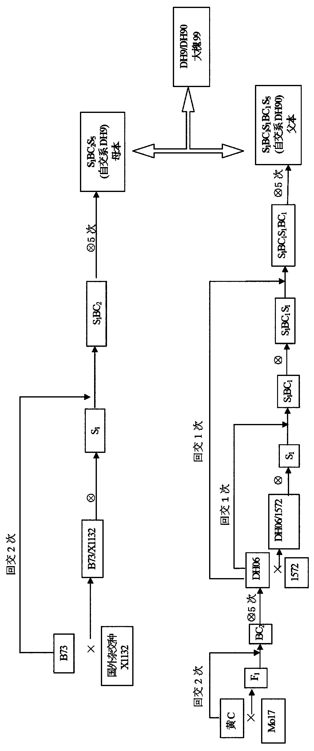 Breeding method of corn hybrids